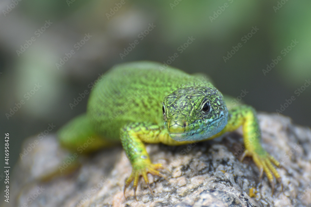 Portrait of European green lizard close up. Lacerta viridis on a stone.