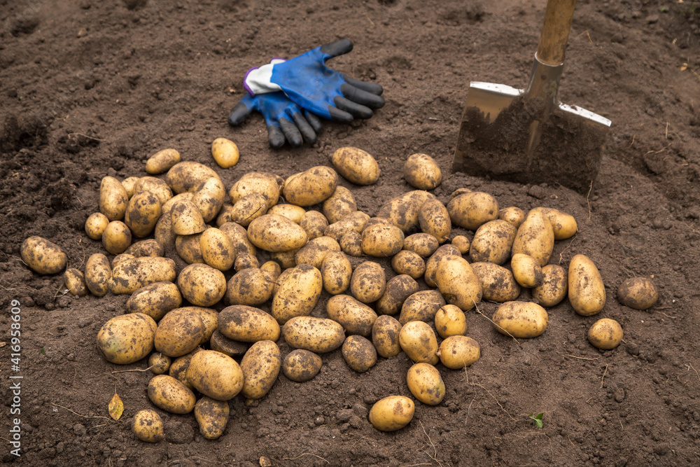 Organic potato harvest. Freshly harvested potato with shovel and gloves on ground in garden