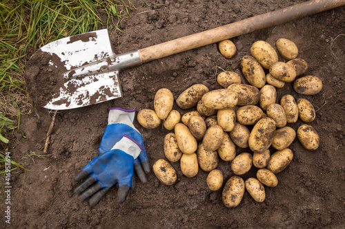 Organic potato harvest. Freshly harvested potato with shovel and gloves on ground in garden photo