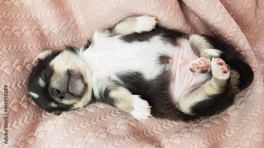 a newborn Chihuahua puppy lies and sleeps on a pink cozy background. the cute dog sleeps sweetly. a newborn Chihuahua puppy lies and sleeps on a pink cozy background. the cute dog sleeps sweetly.