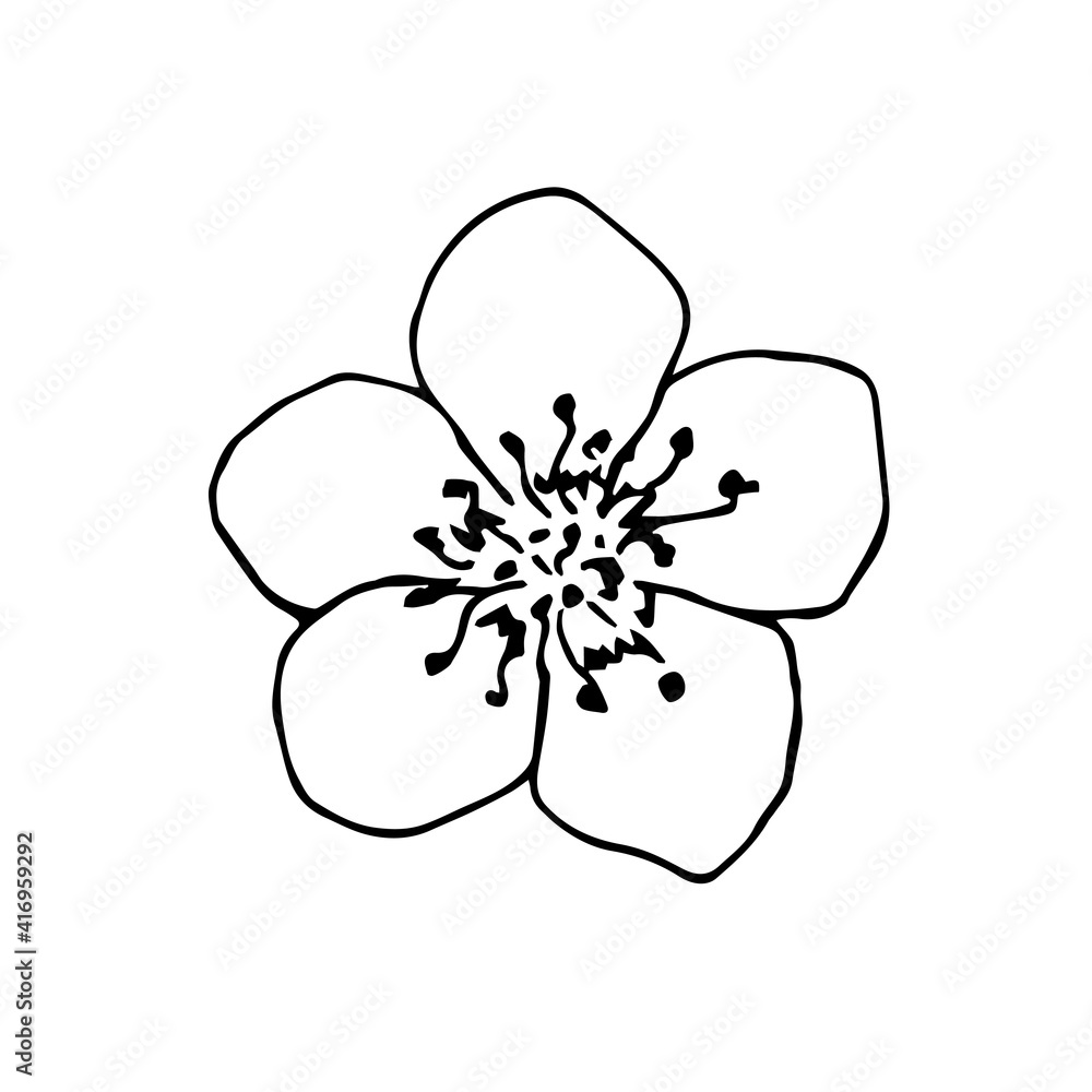 Simple hand-drawn vector drawing in black outline. Cherry blossom, sakura flower isolated on white background. For spring design, card, invitation, cosmetics, product decoration. Simple hand-drawn vector drawing in black outline. Cherry blossom, sakura flower isolated on white background. For spring design, card, invitation, cosmetics, product decoration.