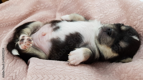 a newborn Chihuahua puppy lies and sleeps on a pink cozy background. the cute dog sleeps sweetly. © Natalia