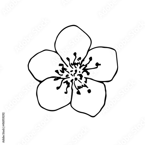 Simple hand-drawn vector drawing in black outline. Cherry blossom, sakura flower isolated on white background. For spring design, card, invitation, cosmetics, product decoration.