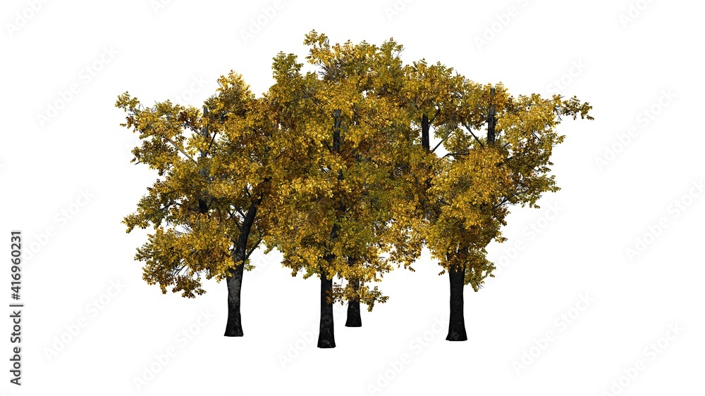 a group of European Linden Trees in autumn - isolated on white background - 3D Illustration a group of European Linden Trees in autumn - isolated on white background - 3D Illustration