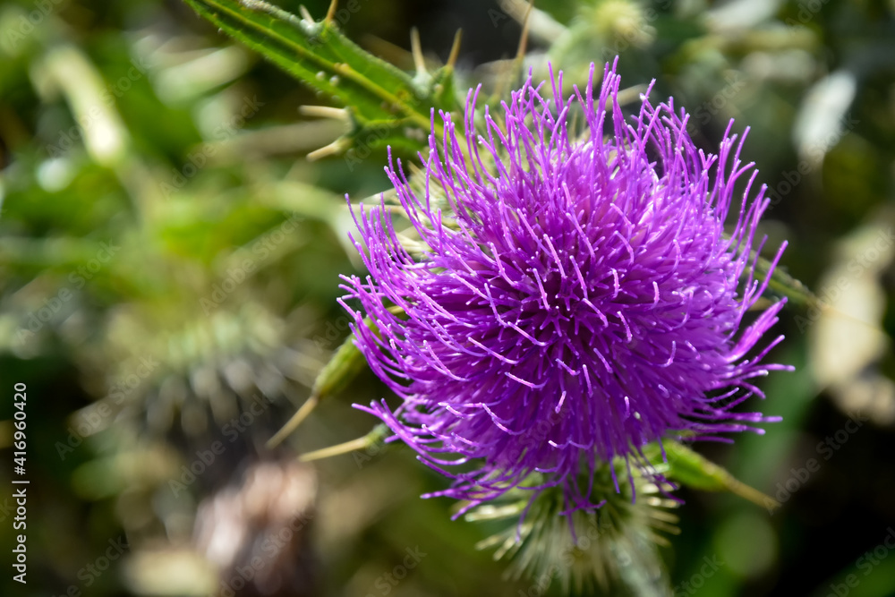 Beautiful purple flowers grow in the mountains of the North Caucasus. Shallow depth of field. Background blurred Beautiful purple flowers grow in the mountains of the North Caucasus. Shallow depth of field. Background blurred