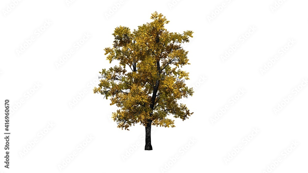 European Linden Tree in autumn - isolated on white background - 3D Illustration European Linden Tree in autumn - isolated on white background - 3D Illustration