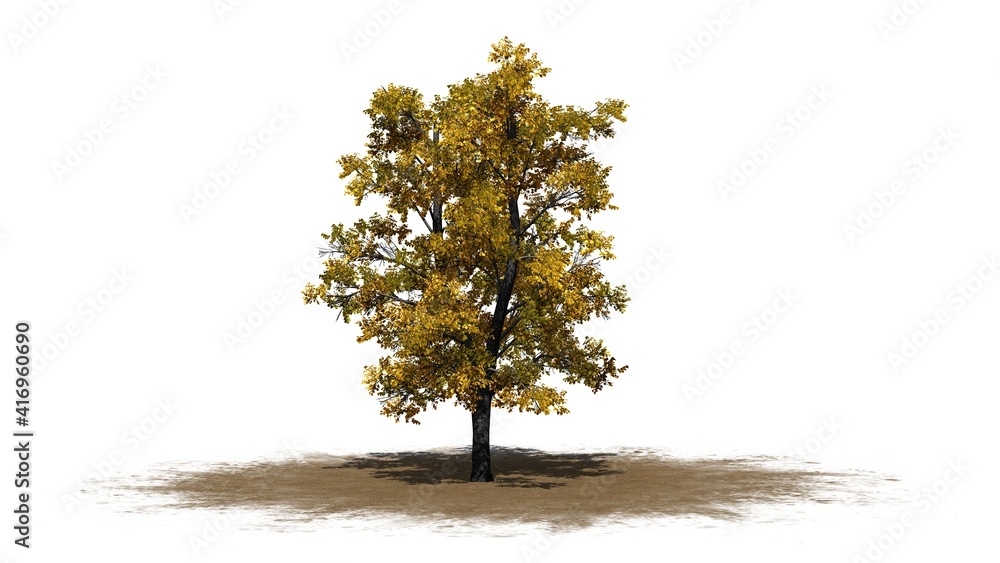 European Linden Tree in autumn on sand area - isolated on white background - 3D Illustration