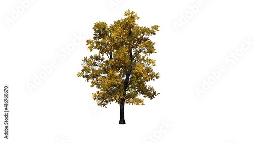 European Linden Tree in autumn - isolated on white background - 3D Illustration