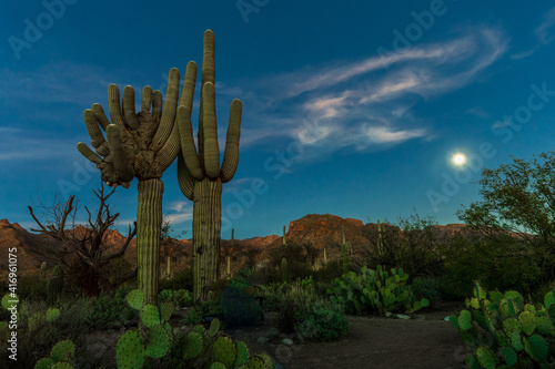 A night photograph of a saguaro cacti and a rising full moon in the desert.