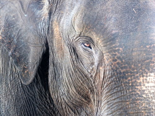 Photography Close up photo of Sumatran Elephants in Way Kambas National Park, Lampung, Indon