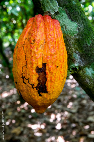 Damaged pod on a cocoa plantation near Agboville, Ivory Coast.  19.02.2018 photo