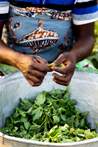 Togolese woman harvesting sorrel in Karsome, Togo. 25.02.2015 photo