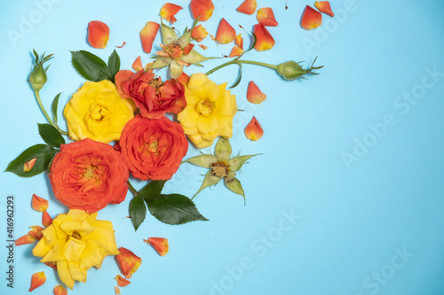 Bright floral layout of orange roses on a blue background. The concept of spring and international women's day on March 8.