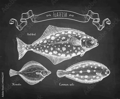 Chalk sketch of flatfish photo