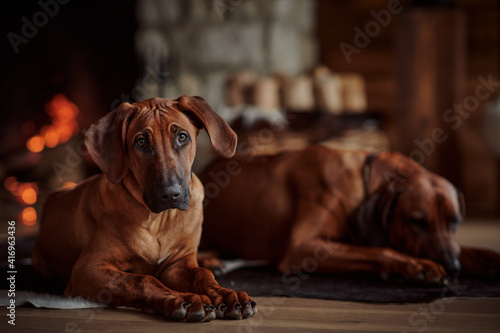 Rhodesian ridgeback dogs rest in front of the fireplace