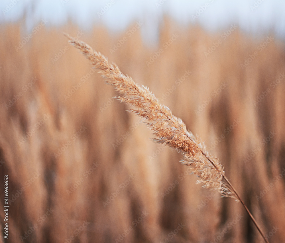 Fototapeta premium Fresh juicy green grass for summer