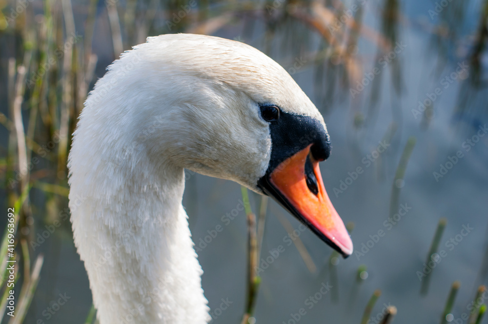 Fototapeta premium portrait of the head of a swan eating food on the shore