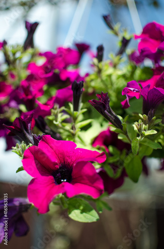 Beautiful petunia flowers for garden decoration  gazebos outdoors