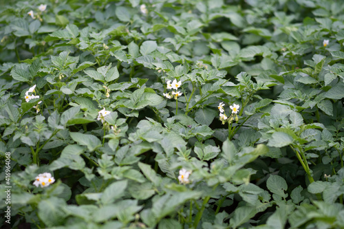 Bed of blooming potato plants. Patch of Solanum tuberosum plant in bloom growing in homemade garden. Close up. Organic farming, healthy food, BIO viands, back to nature concept.