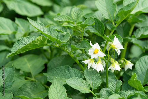 White flower of blooming potato plant. Beautiful white and yellow flowers of Solanum tuberosum in bloom growing in homemade garden. Close up. Organic farming, healthy food, BIO viands, back to nature.