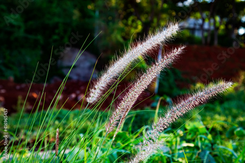 grass in the wind