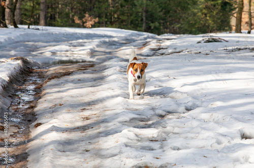 Fototapeta Naklejka Na Ścianę i Meble -  jack Russkll terrier running in the forest in wet snow, horizontal.