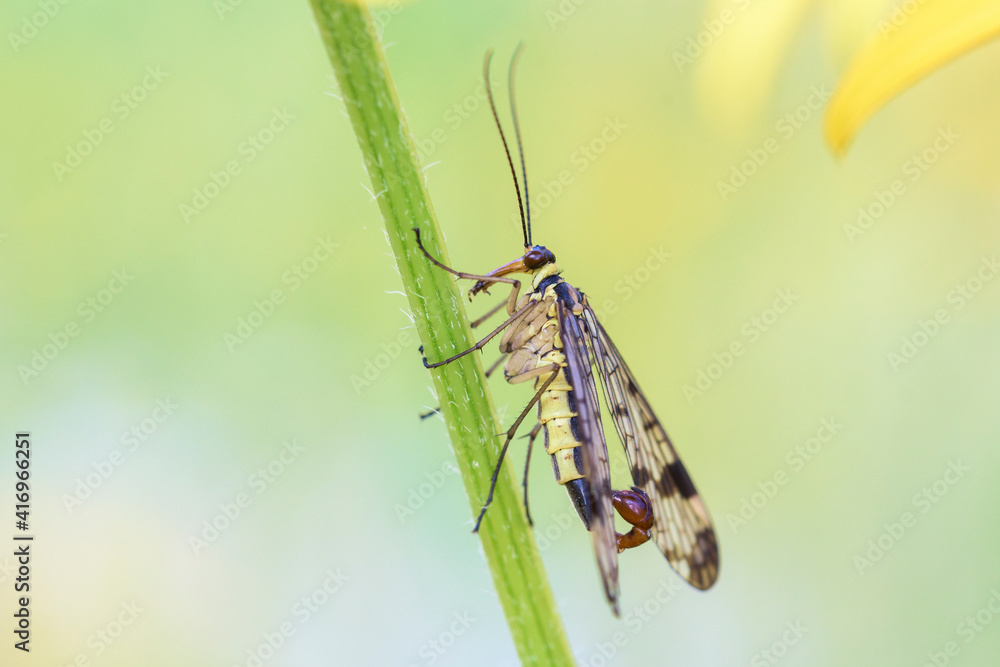 Common scorpionfly - Panorpa communis - male Common scorpionfly - Panorpa communis - male