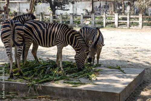 zebra eating grass inside of a zoo