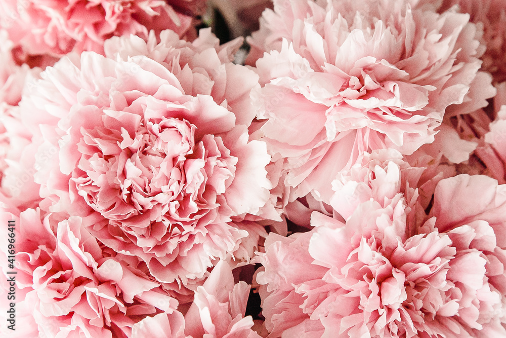 pink peonies in pastel colors close-up, flower pattern, vintage photo processing pink peonies in pastel colors close-up, flower pattern, vintage photo processing