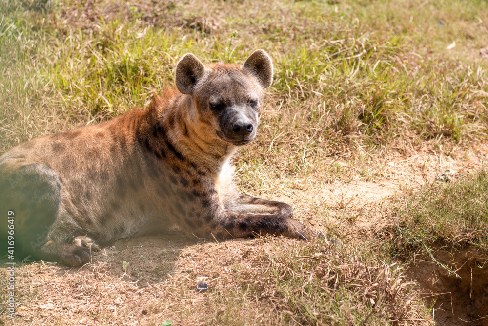 A hyena with an aggressive look sitting on the green grasses A hyena with an aggressive look sitting on the green grasses