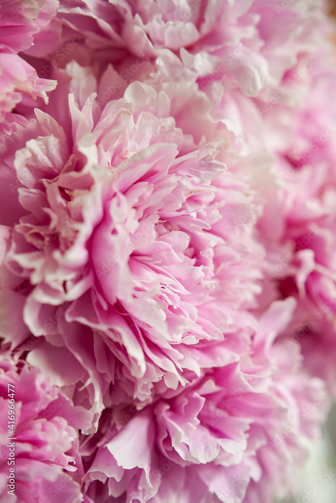 pink peonies in pastel colors close-up, flower pattern, vintage photo processing