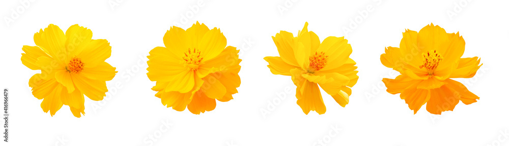 Four pieces of fresh orange cosmos flower set isolated on white background Four pieces of fresh orange cosmos flower set isolated on white background