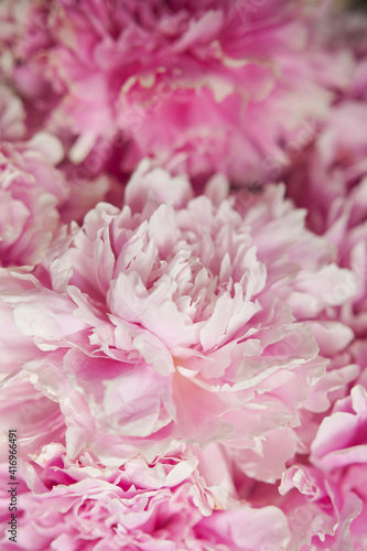 pink peonies in pastel colors close-up  flower pattern  vintage photo processing