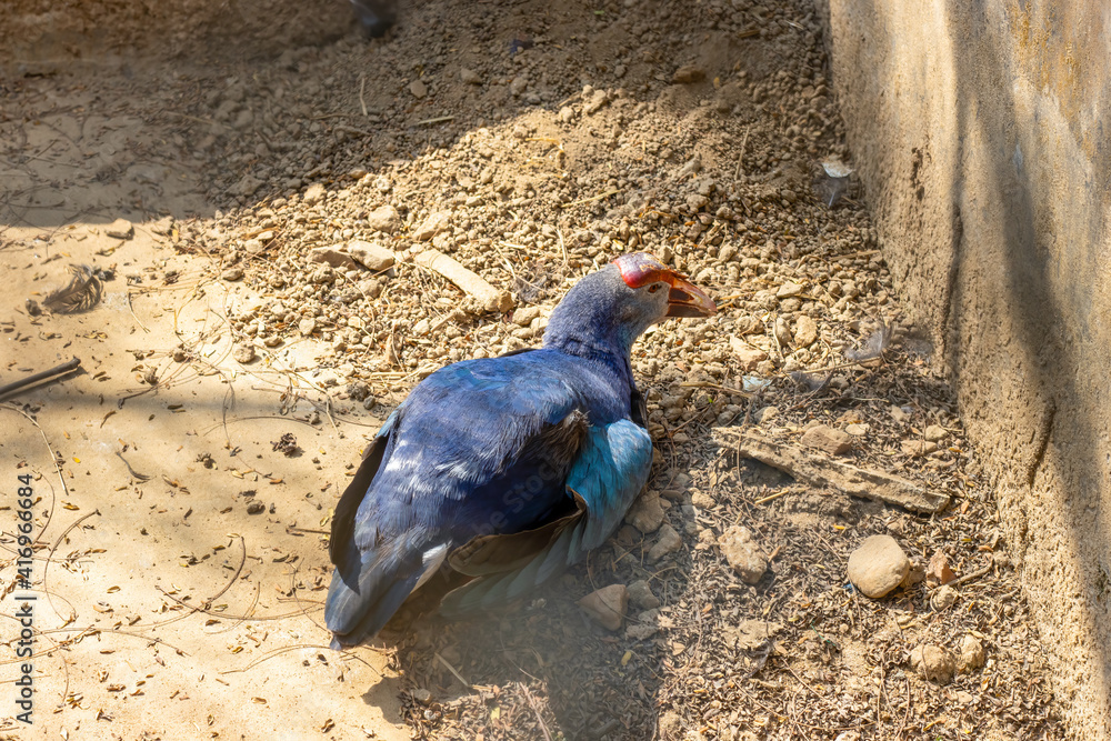 Fototapeta premium A swamphen bird sitting on the ground close up