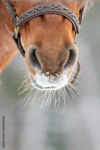 The snout of a brown, chestnut, colour horse's mouth. There are snow and ice on the face. Long whiskers and hairs are wet on the animal. The large domestic animal has a brown bridle on its head.