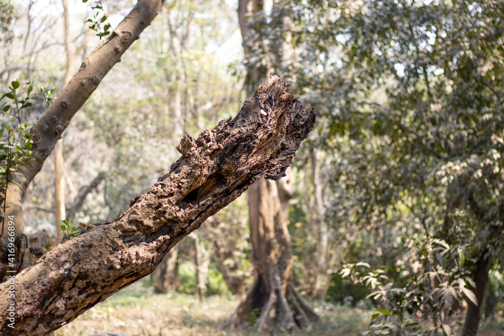 An old dead tree branch close up in the jungle An old dead tree branch close up in the jungle