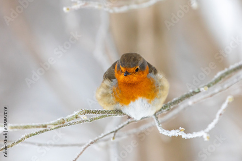 Rotkehlchen, Erithacus rubecula, Linnaeus, 1758