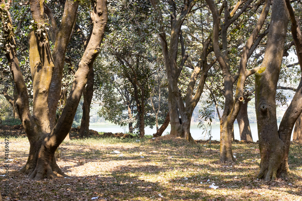 Obraz premium Big old trees inside of a park in Dhaka