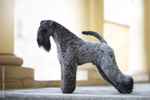 Bild auf Leinwand Kerry Blue Terrier Dog Breed