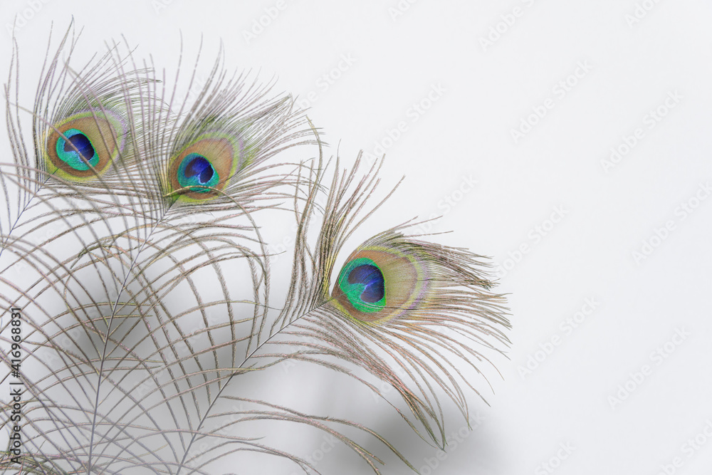 Obraz premium peacock feather isolated on white