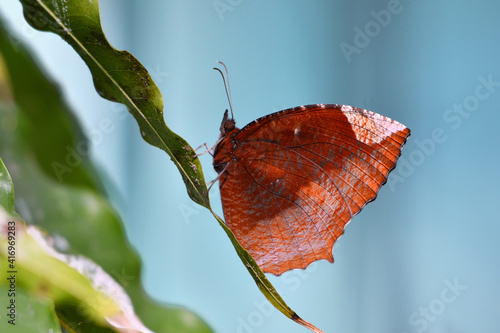 Common palmfly is sitting on a leaf photo