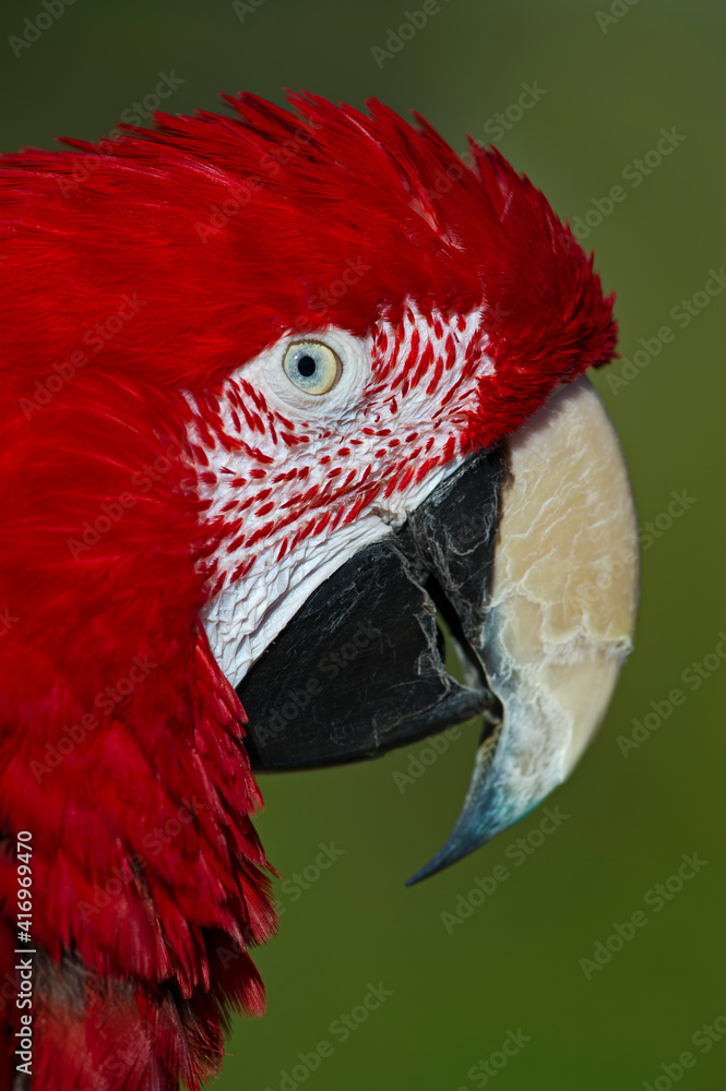 Fototapeta premium close up of a parrot