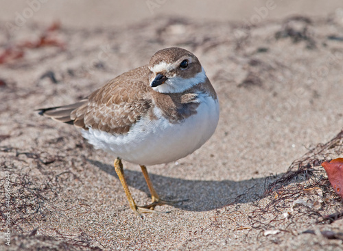 Semipalmated Plover