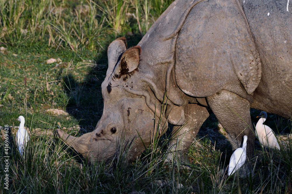 Fototapeta premium Greater One-Horned Rhino Is Grazing In The Field