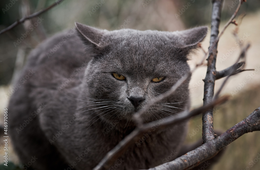 Abandoned animal spends time alone in nature and is sad. Beautiful grey cat similar to British breed is sitting on street alone. Portrait of cat with amber eyes. Abandoned animal spends time alone in nature and is sad. Beautiful grey cat similar to British breed is sitting on street alone. Portrait of cat with amber eyes.