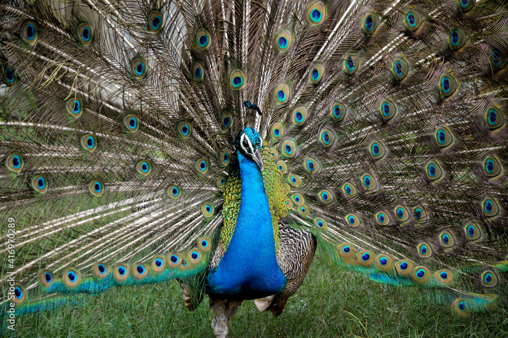Fototapeta premium Peacock Is Posing For A Photo