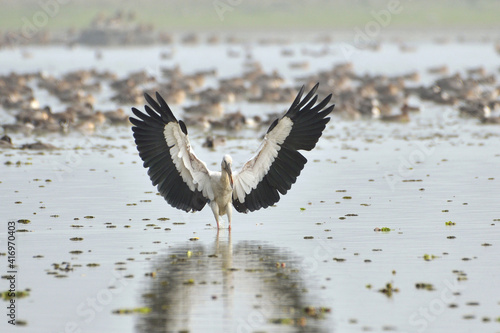 Asian Openbill Stork Is Landing In The Wetland © Tanvir