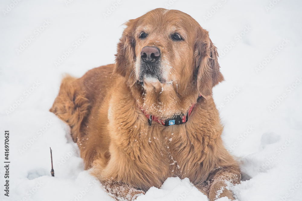 Golden Retriever dog on the snow. Close up.