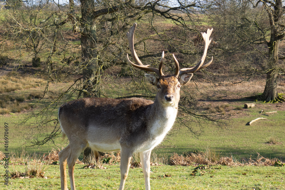 Obraz premium deer in the woods