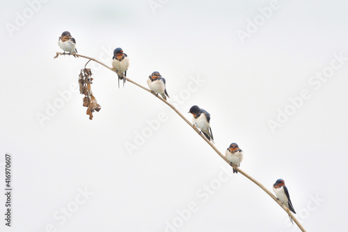 Barn Swallow Birds Are Resting On The Branch Of A Tree photo